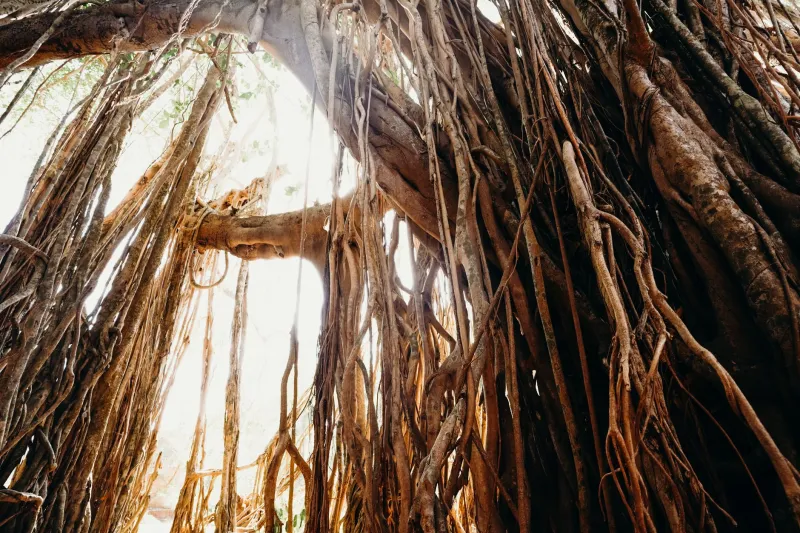 Trapped in the Canopy: How Online Casinos Build a Web Across Every Game You Play