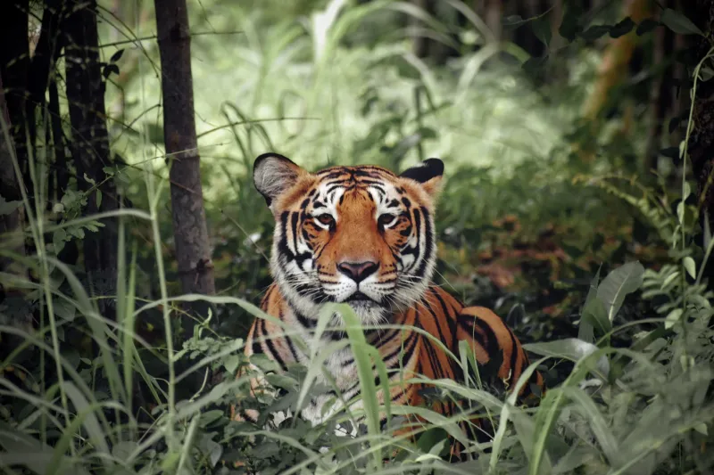 When the Jungle Turns on You: Understanding Variance Before It Swallows You Whole